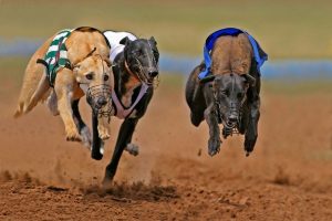 greyhound-the-fast-racing-dog